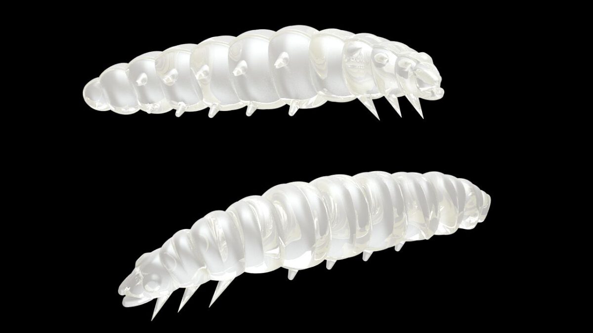 Larva 004 SILVER PEARL-jpg Larva 004 SILVER PEARL.jpg